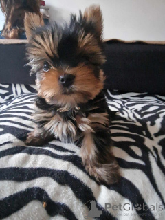 Photo №2 to announcement № 133380 for the sale of yorkshire terrier - buy in Germany private announcement