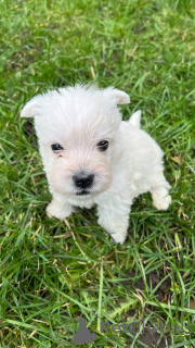 Additional photos: West highland white terrier puppies