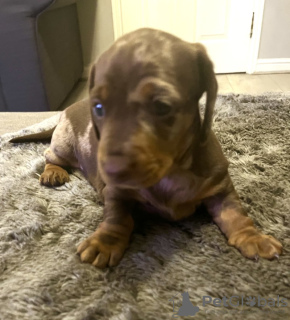 Photo №3. Magnifiques teckels pommelés miniatures enregistrés au KC. Germany