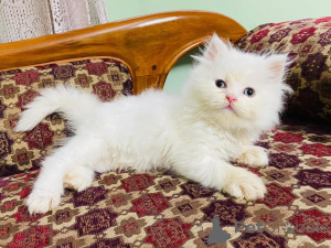 Photo №1.  - for sale in the city of Amstetten | negotiated | Announcement № 161690