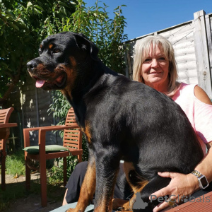 Photo №1.  - for sale in the city of Amstetten | 750$ | Announcement № 163433