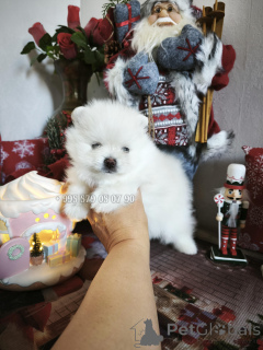 Photo №3. Mini dog, Pomeranian Spitz teddy bear. FCI Pedigree.. Georgia