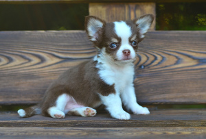 Photo №4. I will sell chihuahua in the city of Москва. from nursery, breeder - price - 851$