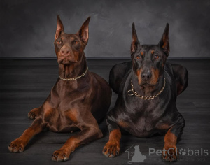 Photo №4. I will sell dobermann in the city of Гамбург. private announcement - price - 894$