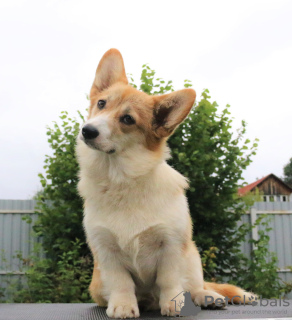 Photo №1. welsh corgi - for sale in the city of Москва | 1057$ | Announcement № 56736