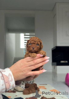Photo №2 to announcement № 159003 for the sale of poodle (toy) - buy in United States breeder