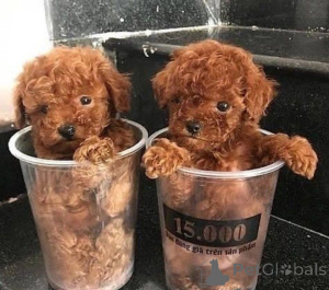 Photo №1. poodle (toy) - for sale in the city of Bratislava | negotiated | Announcement № 178018