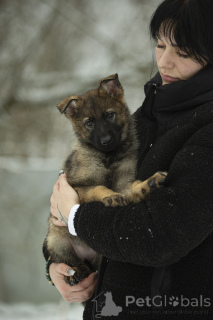 Photo №1. german shepherd - for sale in the city of White church | 1548$ | Announcement № 164309