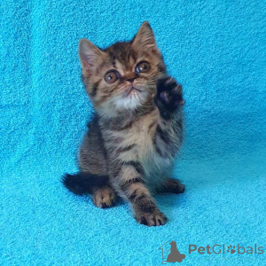 Photo №1. exotic shorthair - for sale in the city of Daffris | 361$ | Announcement № 174385