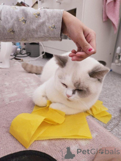 Photo №2 to announcement № 147276 for the sale of british shorthair - buy in Germany 