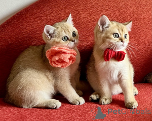 Photo №1. scottish straight - for sale in the city of Bratislava | negotiated | Announcement № 147117