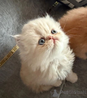Photo №1. persian cat - for sale in the city of Mecklenburgische Seenplatte | 361$ | Announcement № 178450