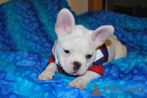 Additional photos: french bulldog