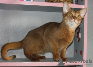 Photo №1. abyssinian cat - for sale in the city of Kobrin | 150$ | Announcement № 50891
