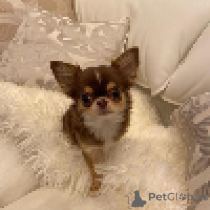 Photo №2 to announcement № 140720 for the sale of chihuahua - buy in Germany breeder