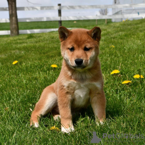 Photo №1. shiba inu - for sale in the city of Lübeck | Is free | Announcement № 118635