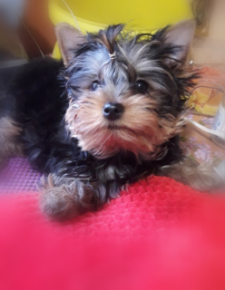 Photo №1. yorkshire terrier - for sale in the city of Chernomorsk | 700$ | Announcement № 6454