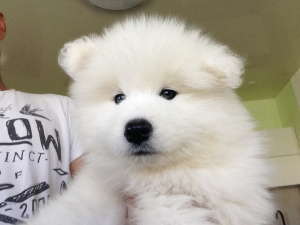 Photo №1. samoyed dog - for sale in the city of Minsk | Negotiated | Announcement № 2659