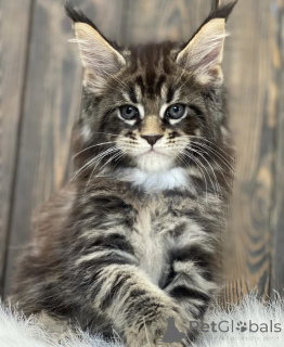 Photo №1. maine coon - for sale in the city of Bellaire | 553$ | Announcement № 161715