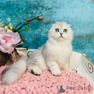 Photo №3. Scottish Vysloguye Cat. Ukraine