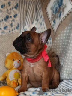Photo №3. French Bulldogs are the best of the best. Ukraine