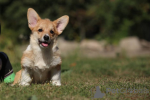 Photo №2 to announcement № 79316 for the sale of welsh corgi - buy in Ukraine from nursery