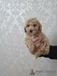 Photo №4. I will sell poodle (dwarf) in the city of Belgrade. breeder - price - 634$