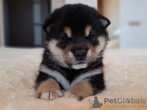 Photo №4. I will sell shiba inu in the city of Minsk. private announcement, from nursery - price - negotiated