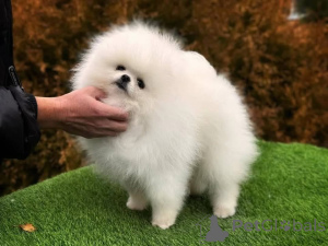 Photo №3. Available To any one who is serious and welling to adopted her given her for. Canada