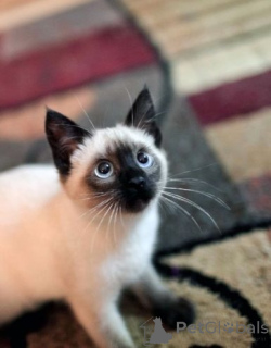 Photo №2 to announcement № 174811 for the sale of siamese cat - buy in Germany 