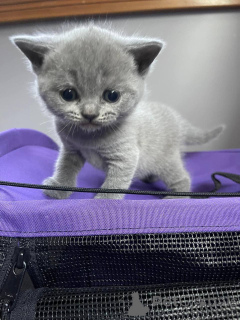 Photo №1. british shorthair - for sale in the city of Dragsfjärd | negotiated | Announcement № 162062