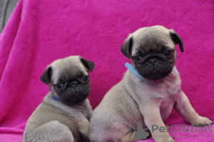 Photo №1. pug - for sale in the city of Oklahoma City | 500$ | Announcement № 37546