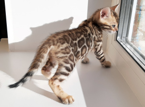 Photo №1. bengal cat - for sale in the city of Minsk | 500$ | Announcement № 6667