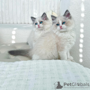 Photo №1. persian cat - for sale in the city of Rüdersdorf | 329$ | Announcement № 130455