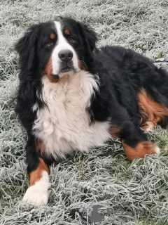 Additional photos: 10 Bernese Mountain Dog to reserve litter registered LOF - Large Size - Parents