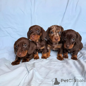 Photo №1. dachshund - for sale in the city of Balta | 516$ | Announcement № 172691