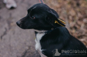 Additional photos: Little short-legged Toby is looking for a home! Weight 7 kg