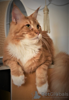 Photo №4. Mating maine coon in Israel. Announcement № 35325