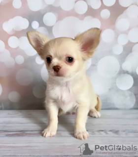 Photo №1. chihuahua - for sale in the city of Munich | 269$ | Announcement № 104808