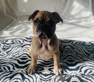 Photo №4. I will sell french bulldog in the city of Narva. breeder - price - negotiated