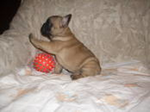 Photo №2 to announcement № 336 for the sale of french bulldog - buy in Belarus private announcement, from the shelter, breeder
