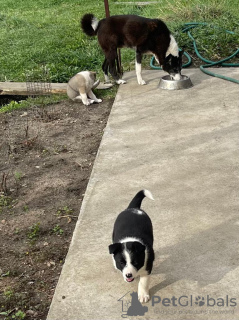 Additional photos: West Siberian Laika cross puppies