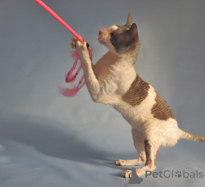 Photo №1. cornish rex - for sale in the city of Pano Lefkara | negotiated | Announcement № 173222