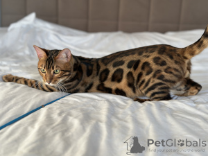 Additional photos: Gorgeous Bengal boy