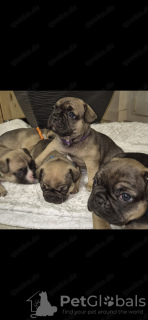 Photo №1. french bulldog - for sale in the city of Гамбург | 753$ | Announcement № 132494