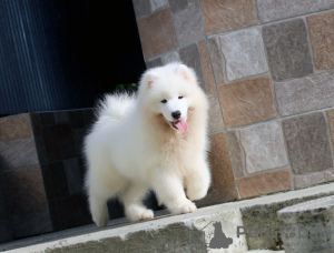 Photo №2 to announcement № 73518 for the sale of samoyed dog - buy in Ukraine breeder