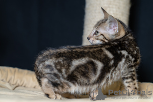 Photo №4. I will sell oriental shorthair in the city of Москва. breeder - price - 456$