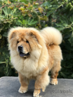 Photo №3. Chow Chow Puppies for Sale! Čau Čau Štenci Na Prodaju!. Serbia