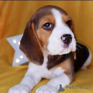 Photo №3. Beagle puppies for sale. Netherlands