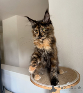 Photo №1. maine coon - for sale in the city of Aarau | negotiated | Announcement № 155395